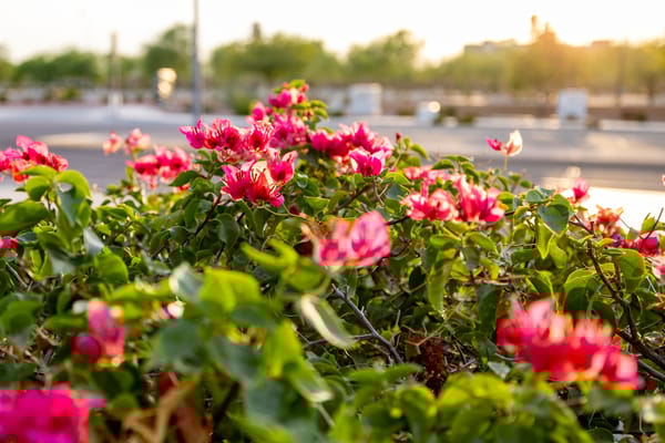 Wellsprings Therapy Center of Gilbert