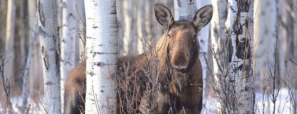 Chester Park Cooperative