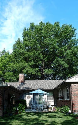 Outdoor patio area with seating under a large tree