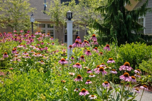 Vibrant garden flowers in a serene outdoor space