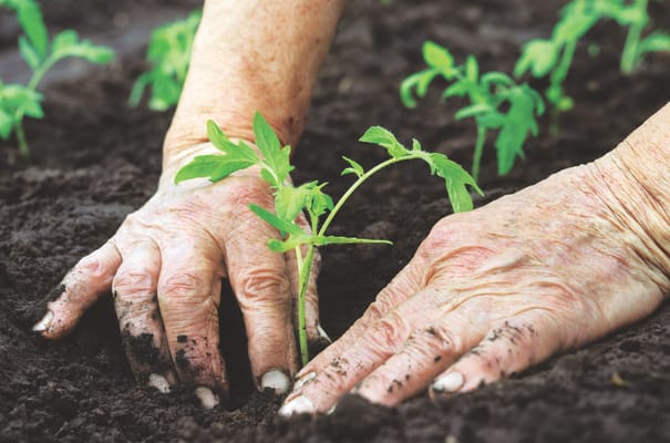 Close-up of hands planting a young tomato seedling