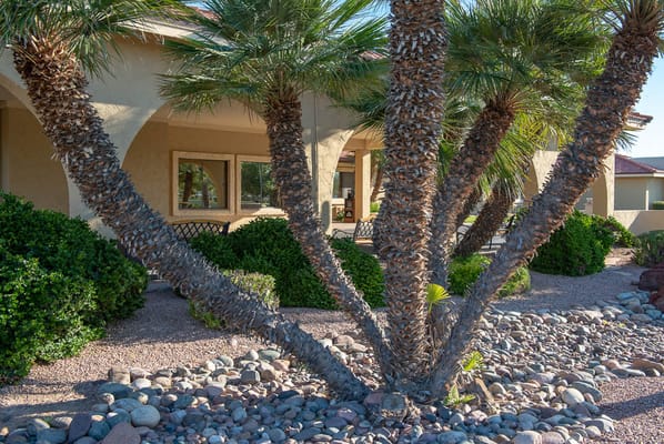 View of palm trees in the outdoor space of a nursing center