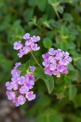 Desert Cove Nursing Center