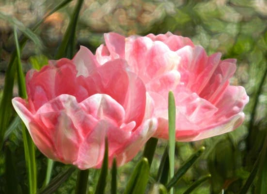 Chatham Place at Mary Wade