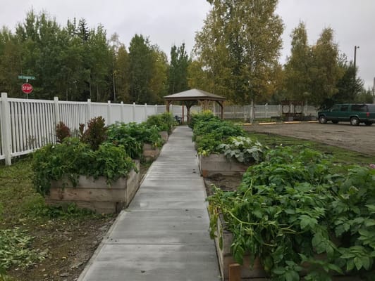 Pathway leading through vegetable garden beds