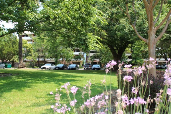 Outdoor space with flowers and parked cars