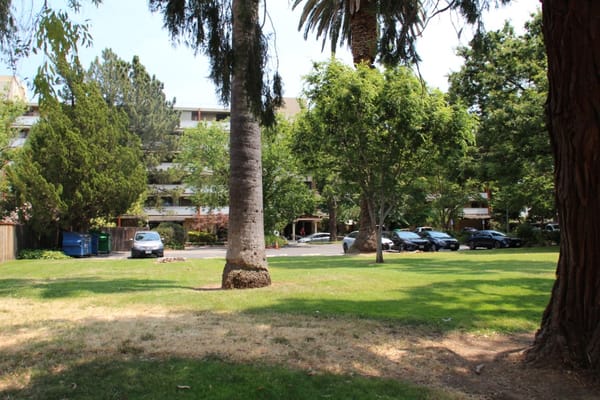 A landscaped outdoor area with palm trees and vehicles