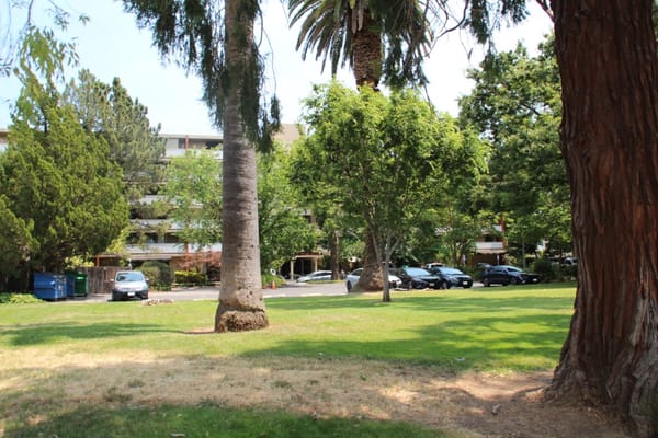 A view of outdoor space with palm trees and grassy area