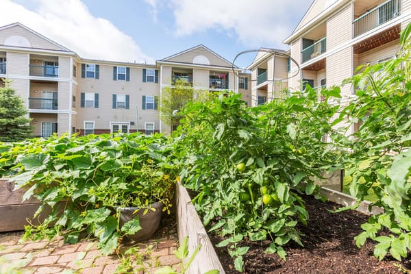 Lush garden with tomato plants and apartments in the background