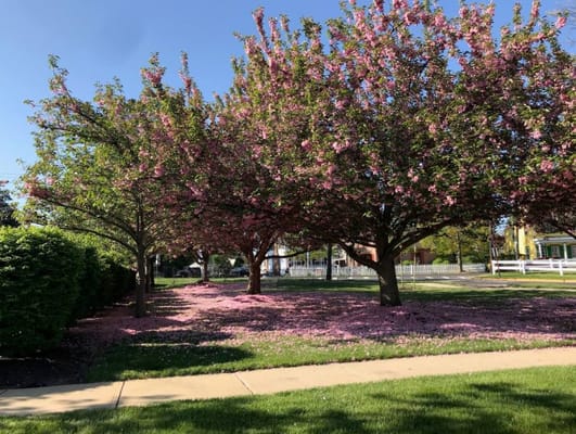 Blooming pink trees with petals on the ground at The Clare Estate.