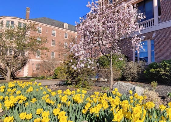 Beautiful garden with yellow daffodils and a flowering tree