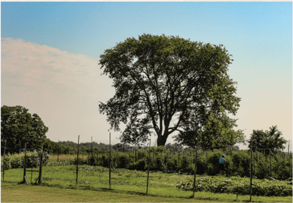 Our Lady of Mercy Country Home