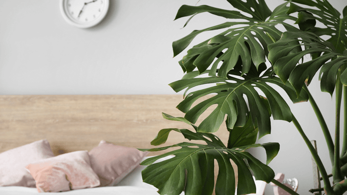 Azalea Gardens Transitional Assisted Living and Memory Care