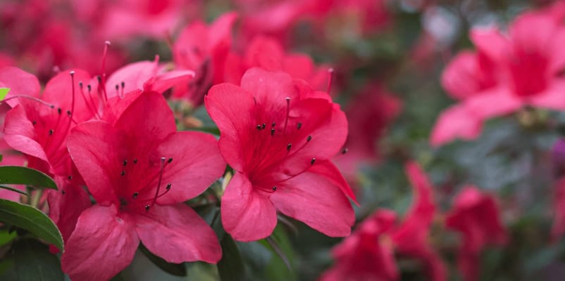 Azalea Gardens Transitional Assisted Living and Memory Care