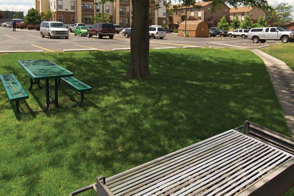Grassy outdoor area with picnic tables and parked cars