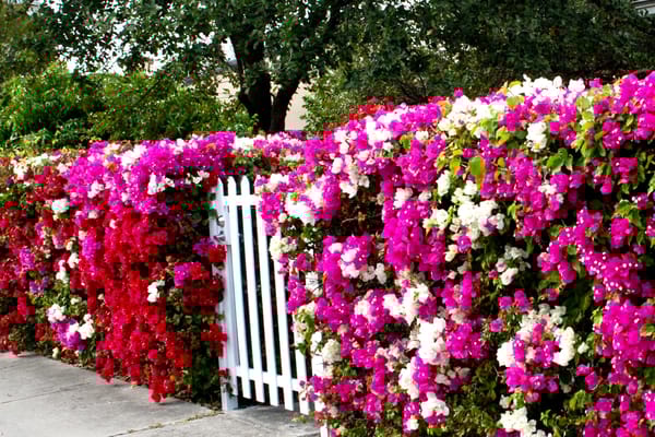 Vibrant flowering hedge in front of a white fence