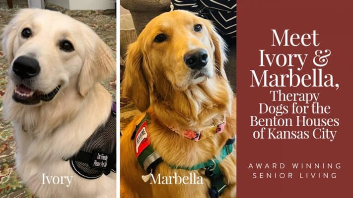 Therapy dogs Ivory and Marbella at a senior living facility
