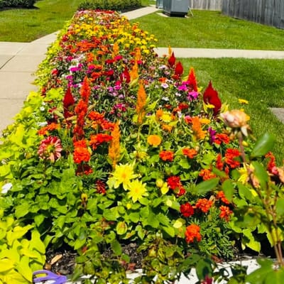 Vibrant flower bed in a senior living outdoor space