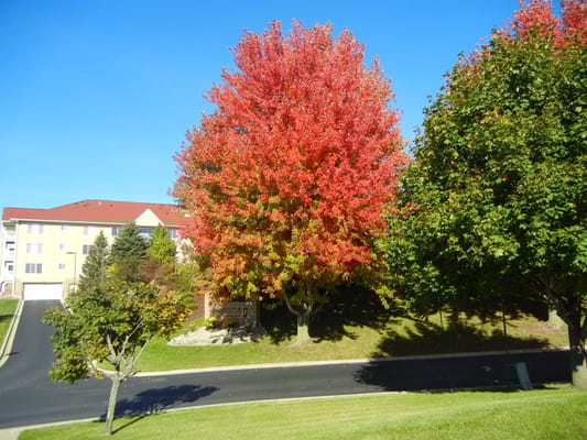 Colorful autumn trees in front of the facility