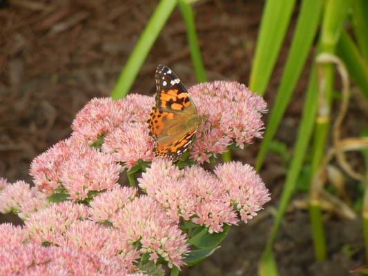 A butterfly on pink flowers in a garden