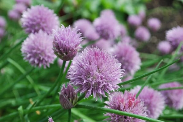 Gramercy Park Cooperative