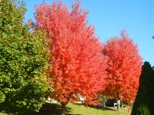 Vibrant red trees in an outdoor space