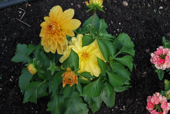 Gramercy Park Cooperative