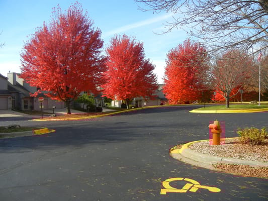 Scenic view of red trees lining a pathway