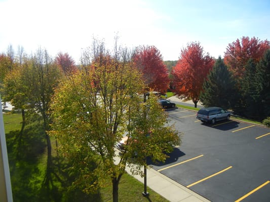 Colorful trees in an outdoor area with parked cars