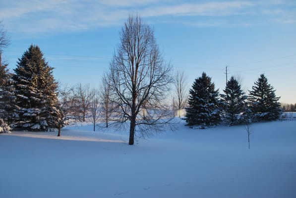 Snow-covered landscape with trees in winter