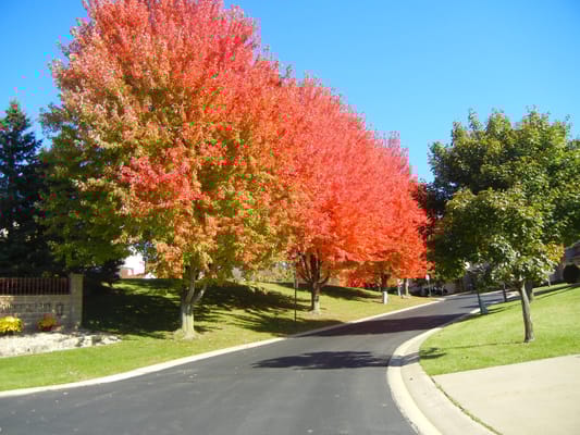 Colorful trees lining a neighborhood street