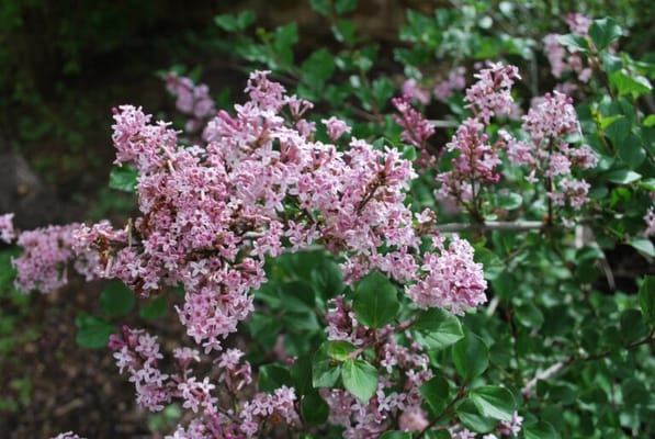 Gramercy Park Cooperative