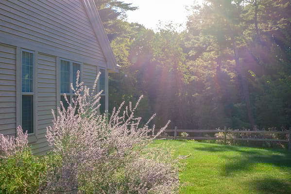 Outdoor space with flowers and trees in sunlight