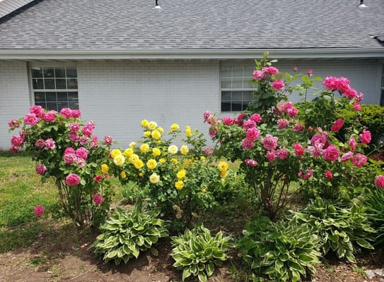 Colorful flower garden with pink and yellow blooms