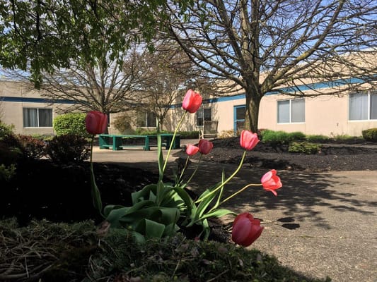 Vibrant pink tulips in the foreground with a building in the background