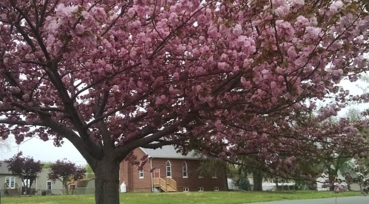 Blooming cherry tree in front of a building.