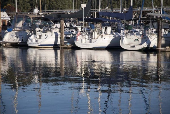 Penrose Harbor at Heron‘s Key