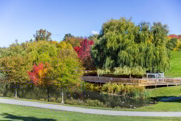 Colorful trees surrounding a serene pond