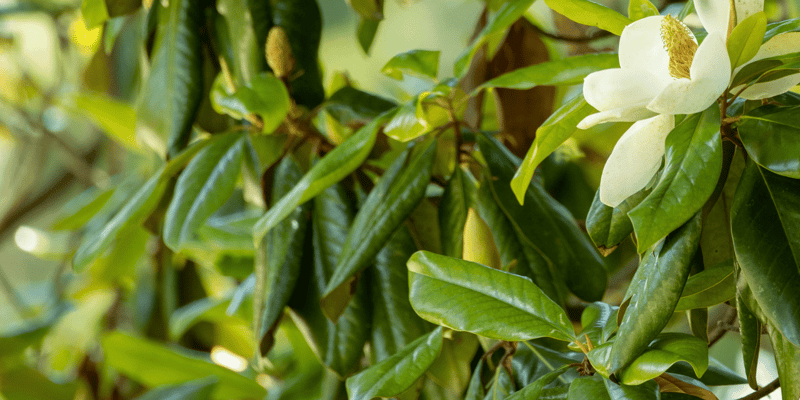 Magnolia Manor – Rock Hill