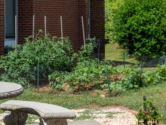 A garden area with vegetables and a seating bench