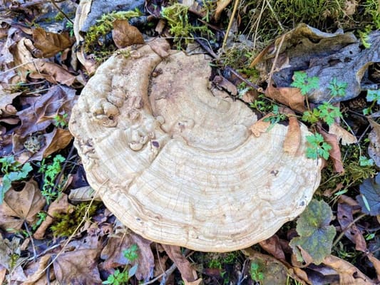 Fairlawn Health and Rehabilitation of Cascadia