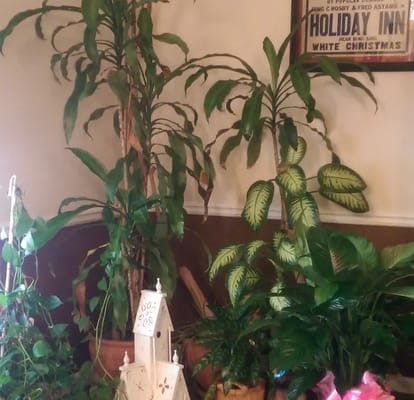 Indoor plants arranged in a cozy corner