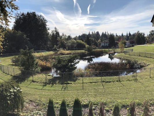 Scenic view of a pond surrounded by greenery