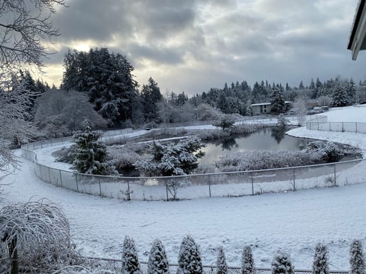 A snow-covered pond surrounded by trees in winter
