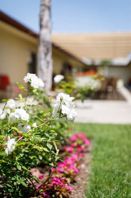 Beautiful flower beds in the outdoor space
