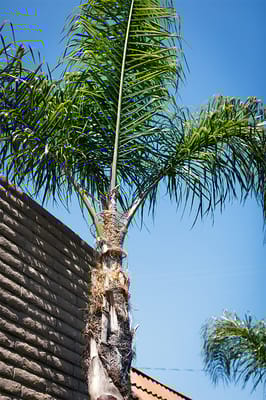 Mission Palms Healthcare Center