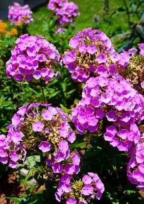 Peachtree Village of Holiday Island