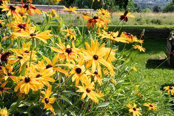 Arbor View Senior Living