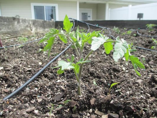 Arbor Springs-West Des Moines