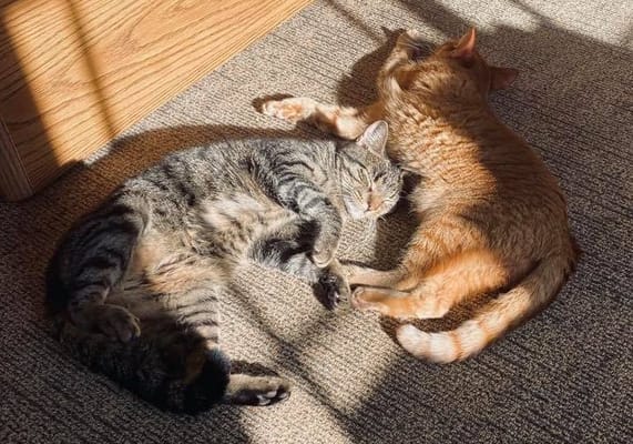 Arbor Springs-West Des Moines